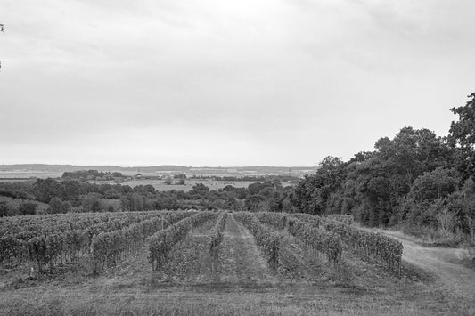 Learn more about the Crouch Valley wine region.